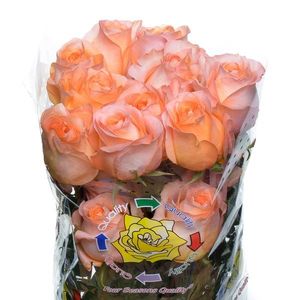 ROSE CORAL REEF 50
